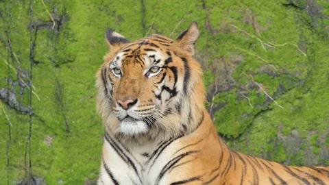 Indochinese tiger. Stock Footage 89948476