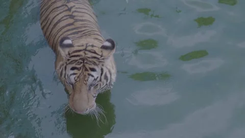 Indochinese Tiger Stepping Through Shallow Pond Video stock 335567429