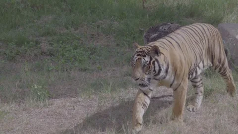 Indochinese Tiger Walking Across Frame in Lush Zoo Enclosure, 4K Stock Footage 335567548