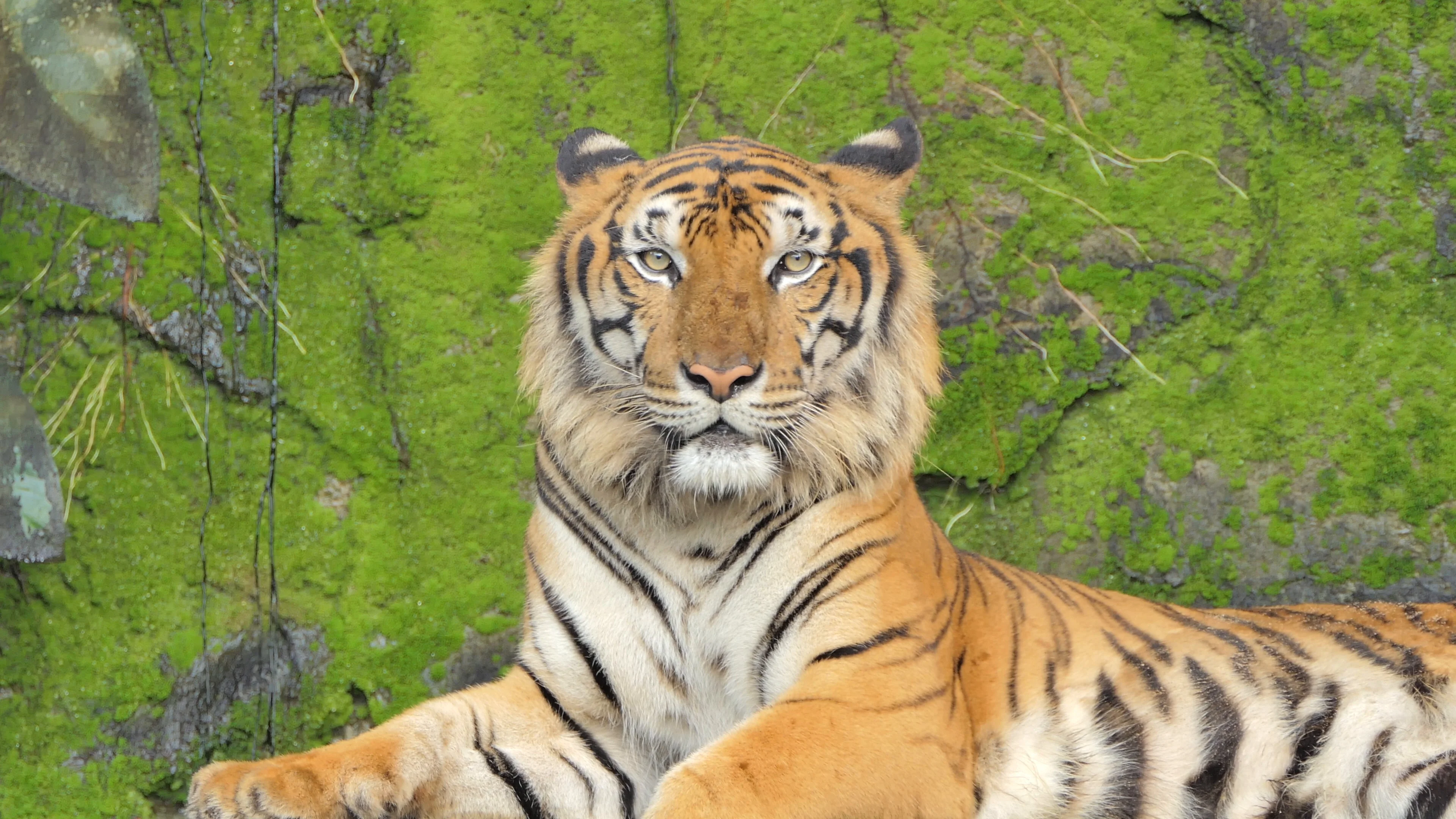 Full Indochinese Tiger Information