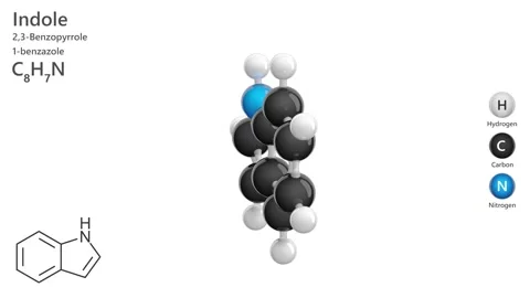 Indole. Aromatic heterocycle. 3D model. C8H7N.  White background. 3D render Stock Footage 295031473