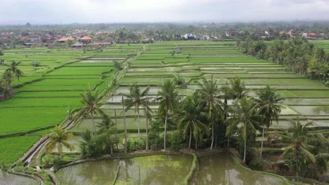 Indonesia Bali Stock Footage 158338519