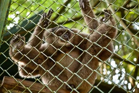 INDONESIA, BALI - JANUARY 20, 2011: Monkey in Bali zoo. Indonesia. Stock Photos