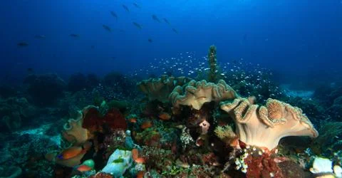 Indonesia, beautiful coral reef, coral Sacophytum, Gorgonia corall Stock Photos