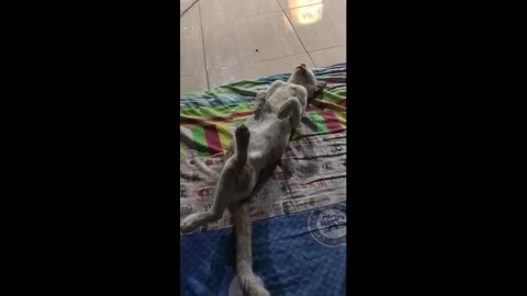 Indonesia: Cat seen sleeping upside down in Cilacap, Central Java, Indone... 스톡 동영상 329684165
