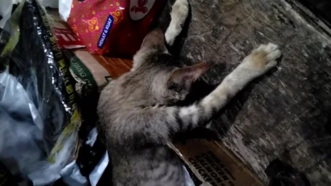 Indonesia: Cat sleeping in a funny position in Kebumen, Java, Indonesia Video stock 332271987