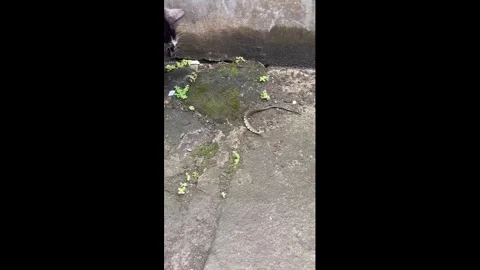 Indonesia: Cats take turns chasing and poking snake in Purwokerto, Java, ... Video stock 331162920