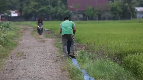 Indonesia expected to experience rice deficit due to production decrease, INDONE Stockbeeldmateriaal 250320660