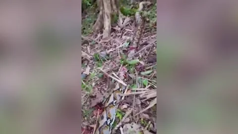 Indonesia: Farmer killed by 24ft python in Indonesia Stock Footage 321683047