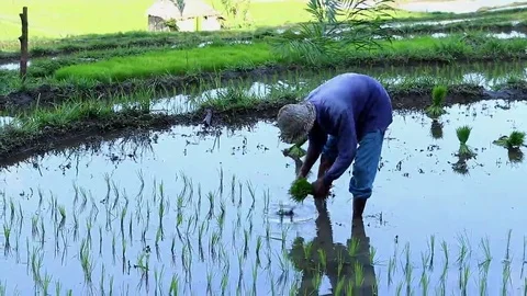 Indonesia farmer seeding and setting rice plants on a field Stock Footage 69085470