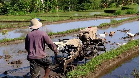 Indonesia farmer working with machine. Dig over the field with mechanical cow Stock Footage 69085593