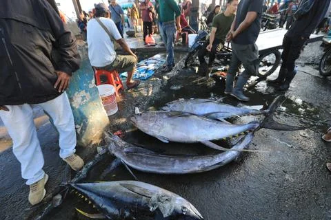Indonesia fisheries export decrease due to the Middle East war, Banda Aceh, Idon Stock Photos