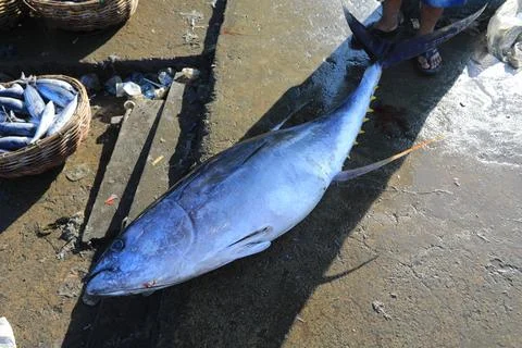 Indonesia fisheries export decrease due to the Middle East war, Banda Aceh, Idon Stock Photos