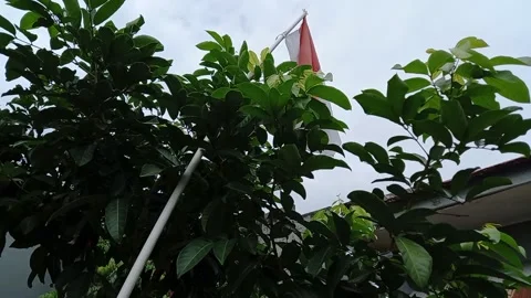 Indonesia flag Stock Footage 157568335