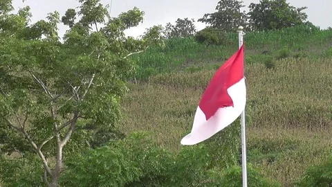 Indonesia flag waves in front of a hill covered by cornfield Stock Footage 112294017
