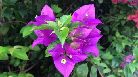 Indonesia flower's 動画素材 212297364