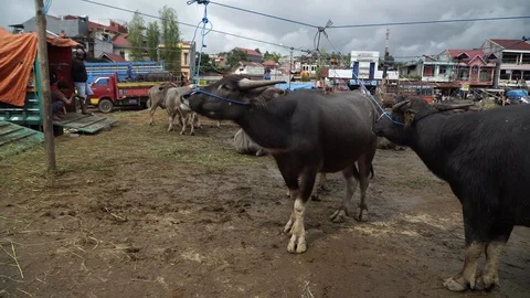 Indonesia Stock Footage 129252738