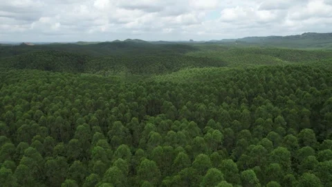 Indonesia Forest Video stock 282415934