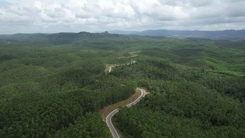 Indonesia Forest Video stock 282416009