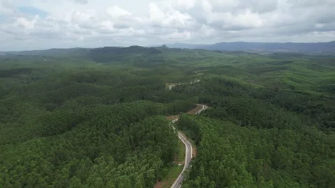 Indonesia Forest Video stock 282416013