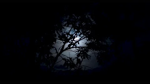 Indonesia forest moon Stock Footage 202658854
