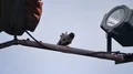 Indonesia grey black-head bird sitting on lamp construction 4k or 4k+ Resolution