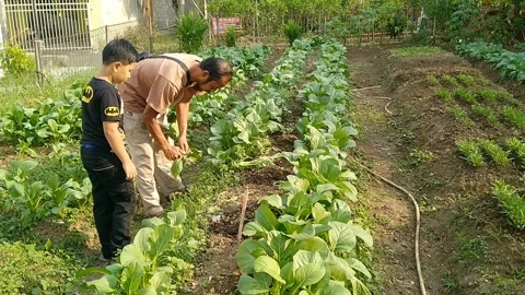 Indonesia - July 17, 2026: Father and Son Harvesting Fresh Green Mustard Greens Stock Footage 339377341