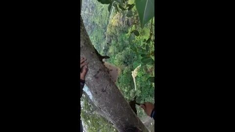 Indonesia: Man harvests honey from tree hive in West Bandung, Indonesia Stock Footage 333605524
