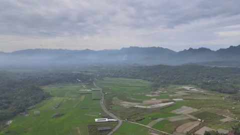 Indonesia Paddy Field Stock Footage 148305327