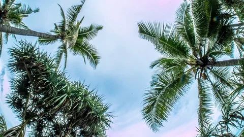 Indonesia Palm Tree Sky View Timelapse 4k Stock Footage 70449530