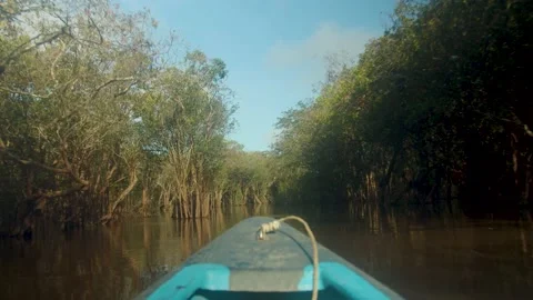 Indonesia peat swamp Stock Footage 214318529