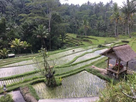 Indonesia Foto stock