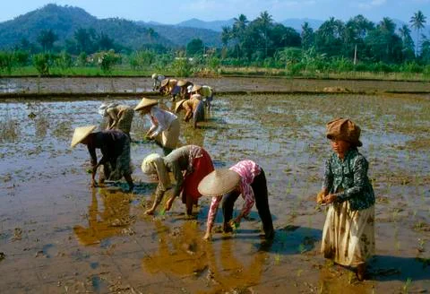 Indonesia planting rice seedlings java people 스톡 사진