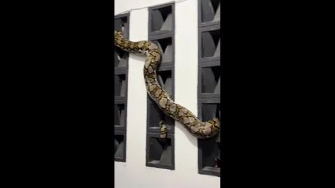 Indonesia: Python gets stuck on staircase handrails during rescue in Cira... 스톡 동영상 345009970