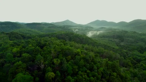 INDONESIA RAIN FOREST Stock Footage 247860800