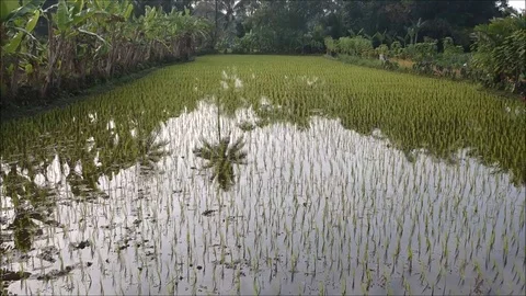 Indonesia Rice Paddy Closeup Stock Footage