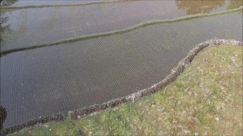 Indonesia Rice Paddy flyover Stock Footage 97090806