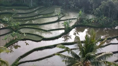 Indonesia Rice Paddy medium range forward Stock Footage 97090456