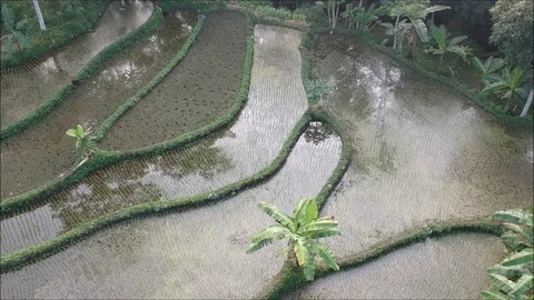 Indonesia Rice Paddy medium range pan left Stock Footage 97090683