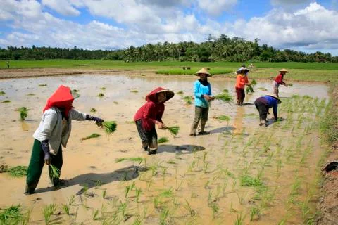 Indonesia sunda west java asia se farming food Foto stock