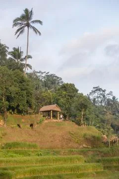Indonesia|Bali| Stock Photos