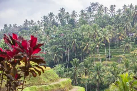 Indonesia|Bali| Stock Photos