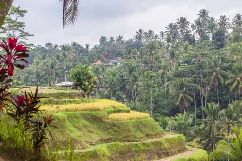 Indonesia|Bali| Stock Photos