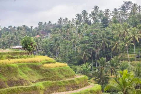 Indonesia|Bali| Stock Photos