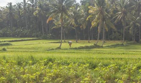 Indonesia|Bali| Stock Photos