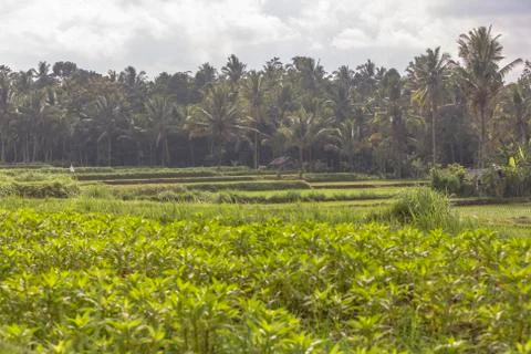 Indonesia|Bali| Stock Photos