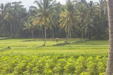 Indonesia|Bali| Stock Photos