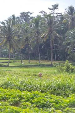 Indonesia|Bali| Stock Photos