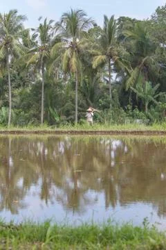 Indonesia|Bali| Stock Photos