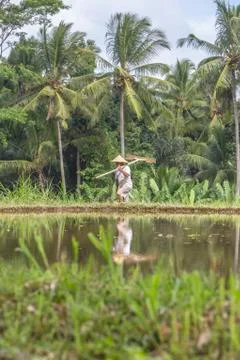 Indonesia|Bali| Stock Photos